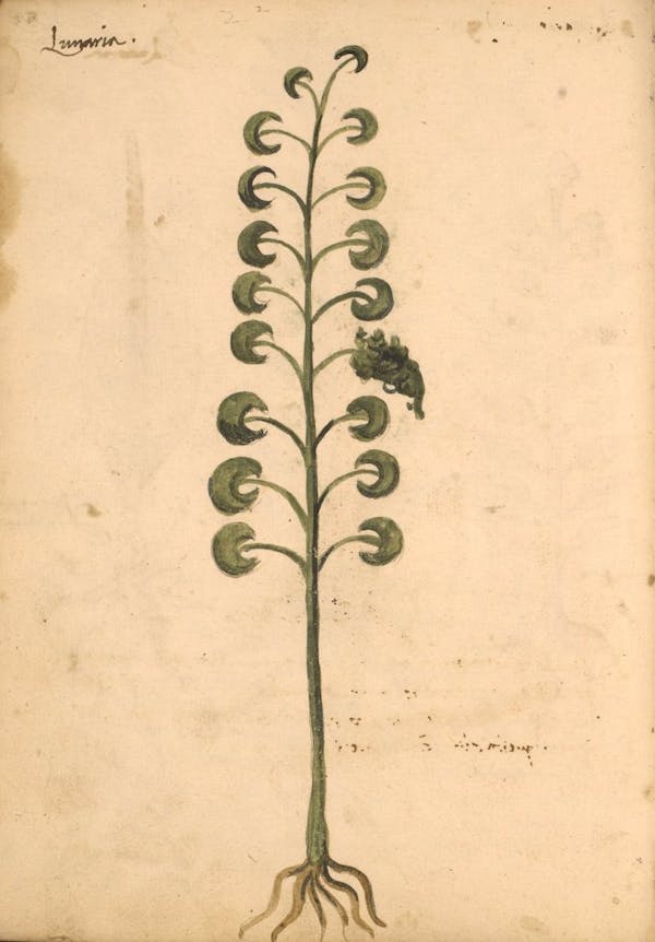 erbario 15th century herbal