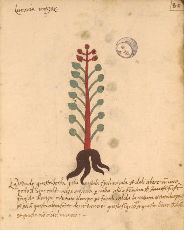 erbario 15th century herbal