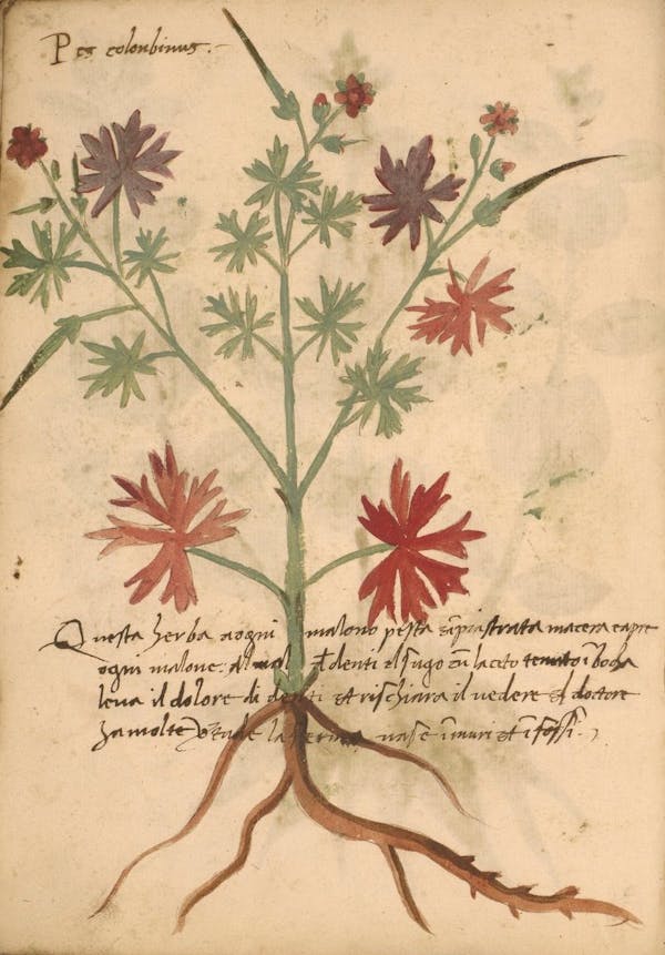 erbario 15th century herbal