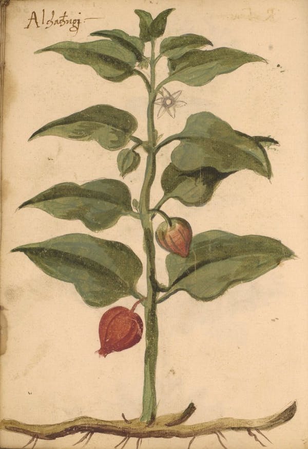 erbario 15th century herbal