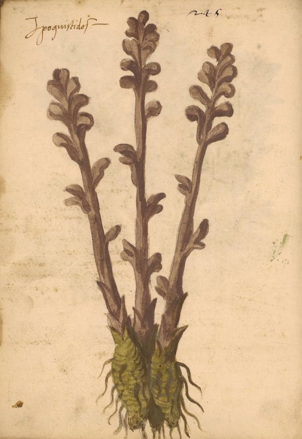 erbario 15th century herbal