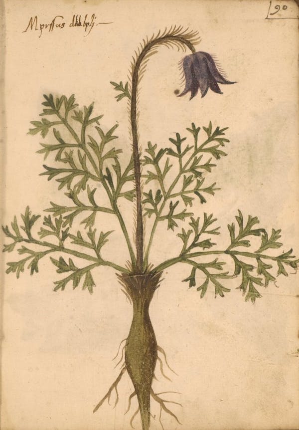 erbario 15th century herbal