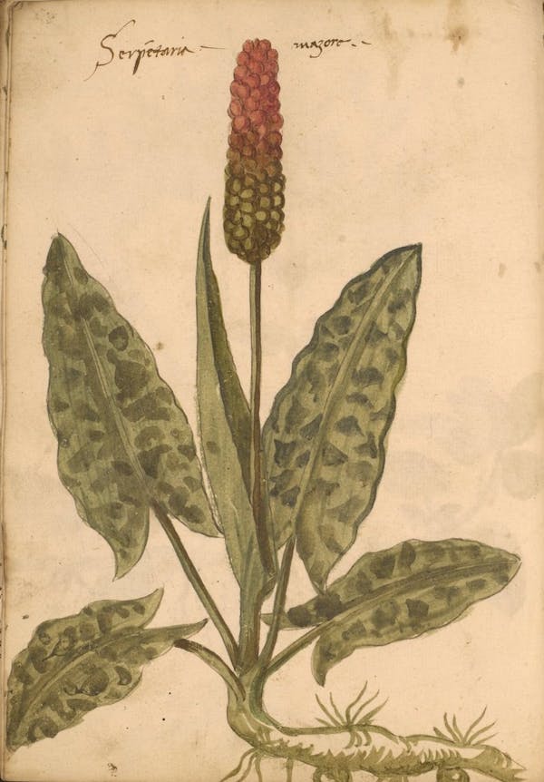 erbario 15th century herbal