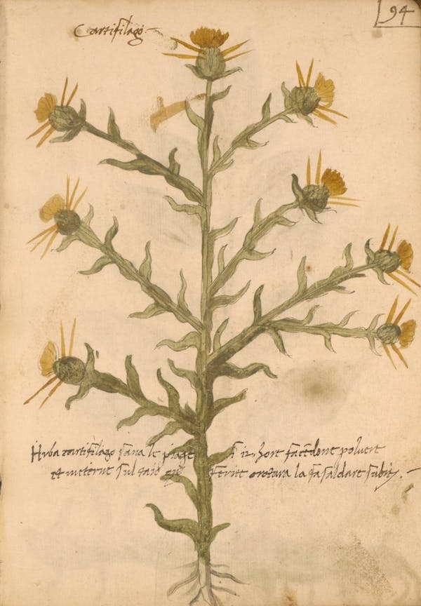 erbario 15th century herbal