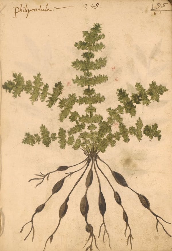 erbario 15th century herbal