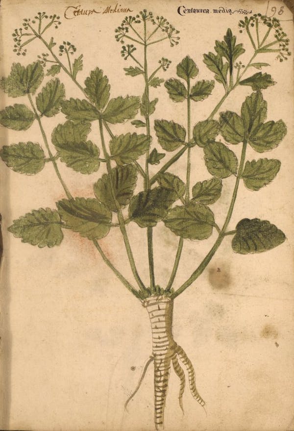 erbario 15th century herbal