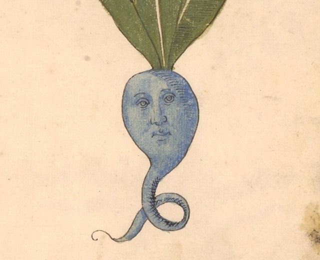 Erbario: a 15th-century Herbal from Northern Italy