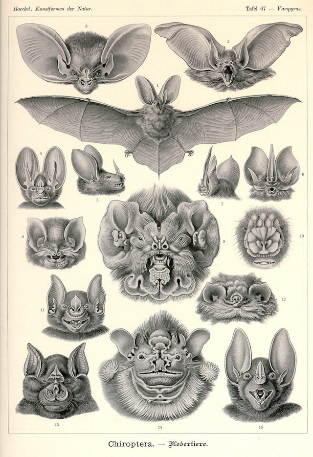 Ernst Haeckel’s Bats (1904)