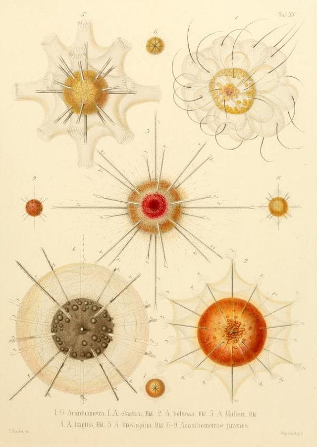 Ernst Haeckel's Radiolaria (1862)