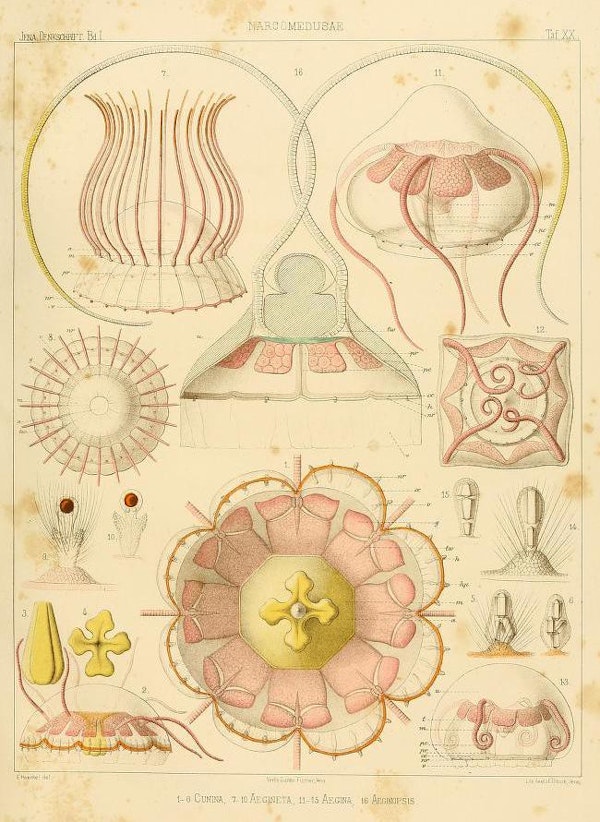 haeckel jellyfish medusae