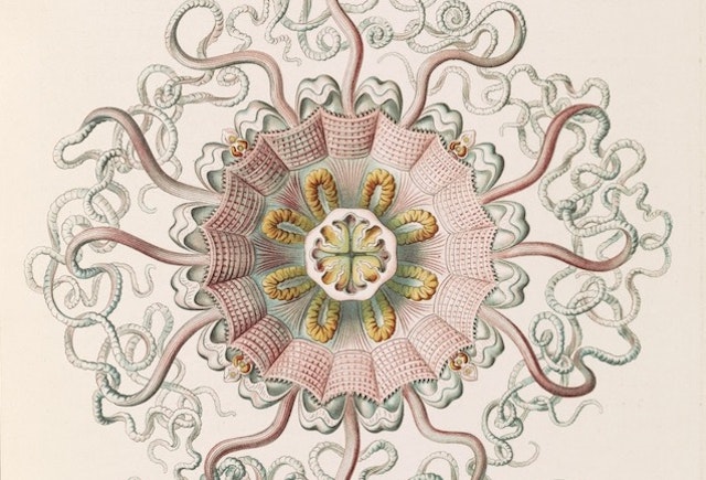Ernst Haeckel’s Jellyfish
