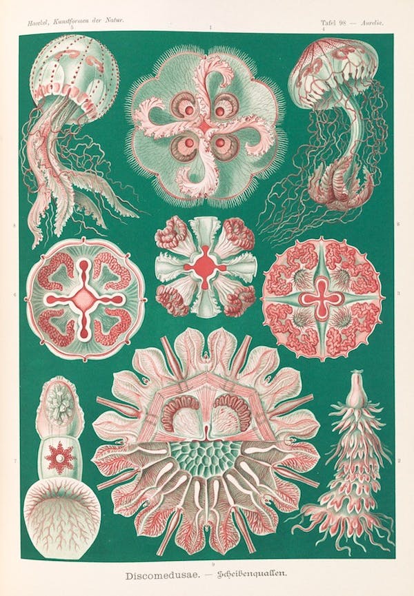 haeckel jellyfish medusae art forms of nature