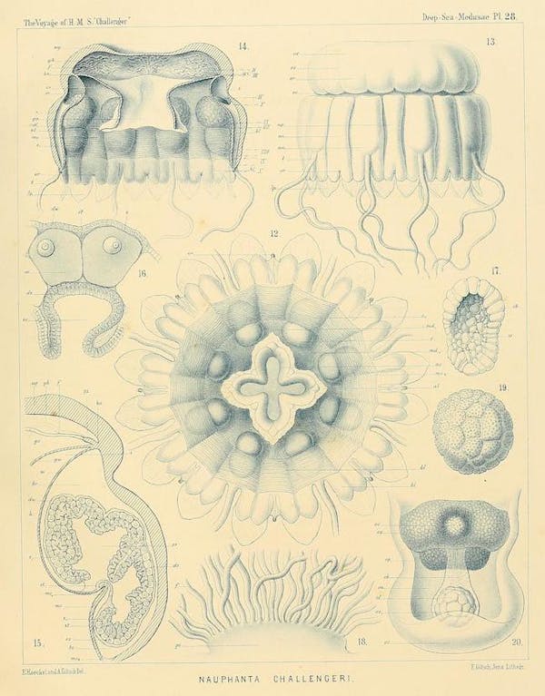 haeckel jellyfish medusae