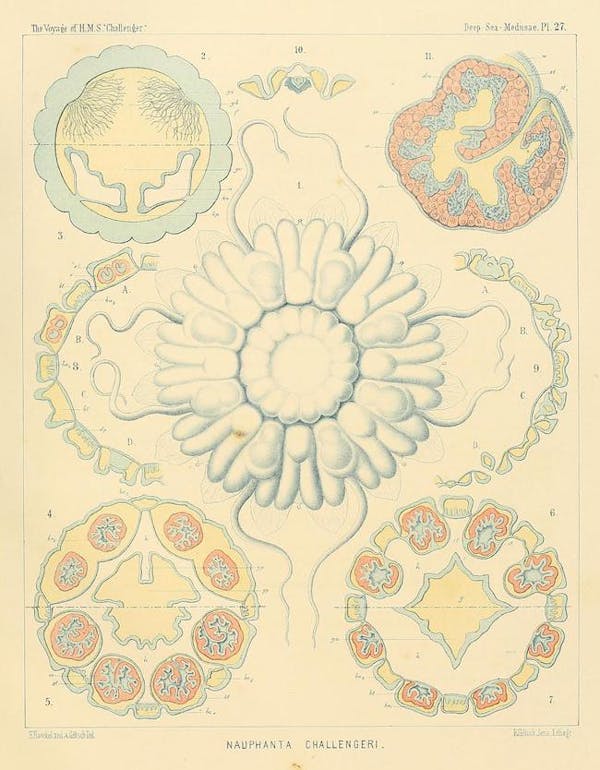 haeckel jellyfish medusae