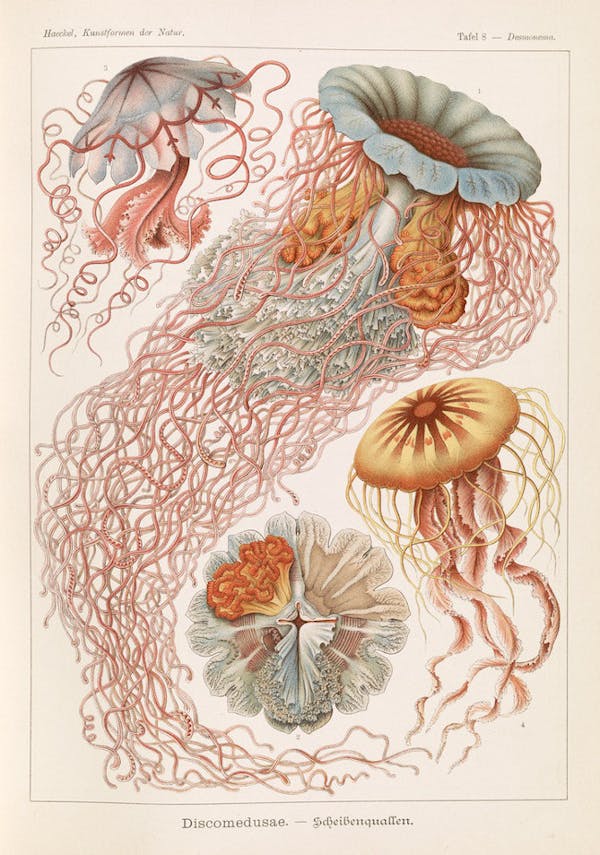 haeckel jellyfish medusae art forms of nature