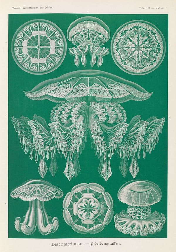 haeckel jellyfish medusae art forms of nature