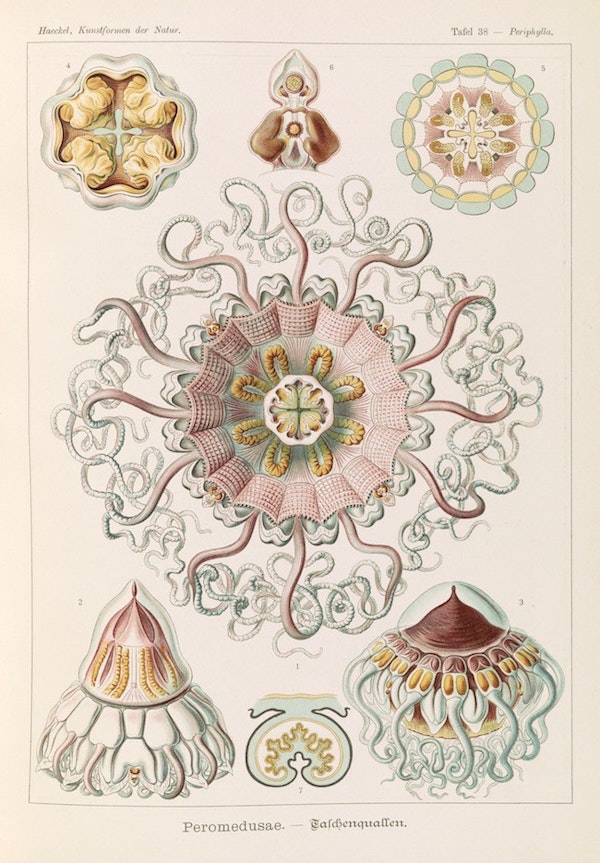 Medusa Jellyfish Illustration Print Haeckel Art Forms of Nature 4 x 6"-16 x 20"