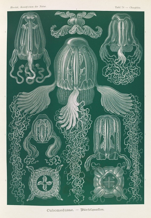 haeckel jellyfish medusae art forms of nature