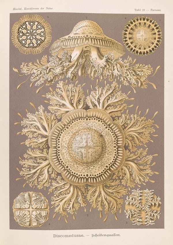 haeckel jellyfish medusae art forms of nature