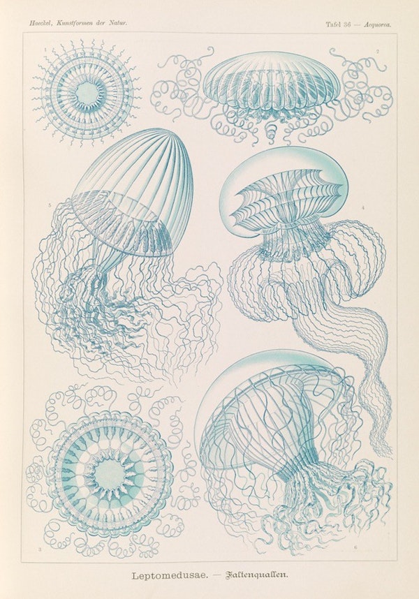 haeckel jellyfish medusae art forms of nature