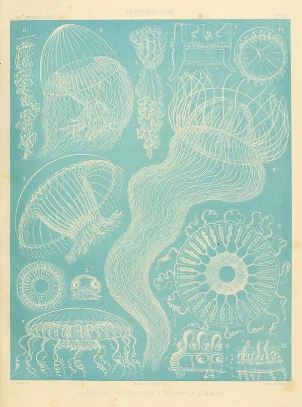 haeckel jellyfish medusae