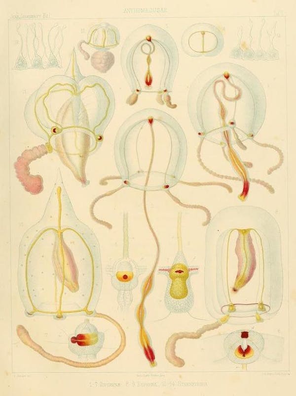 haeckel jellyfish medusae