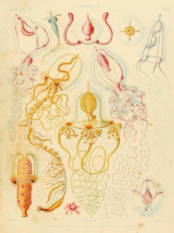 haeckel jellyfish medusae