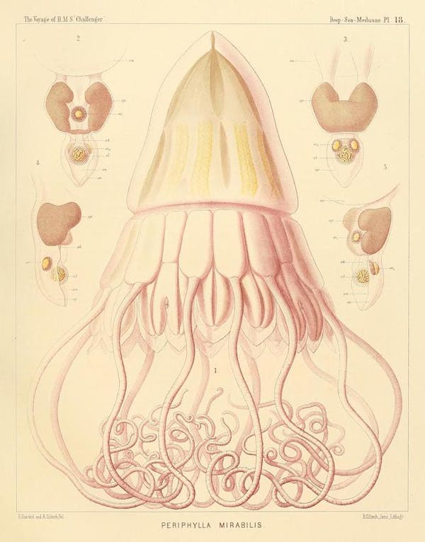 haeckel jellyfish medusae