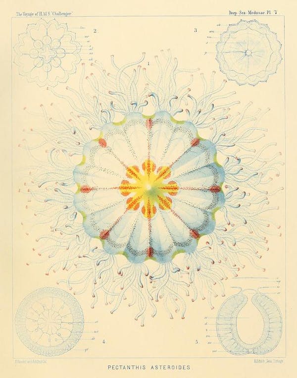 haeckel jellyfish medusae