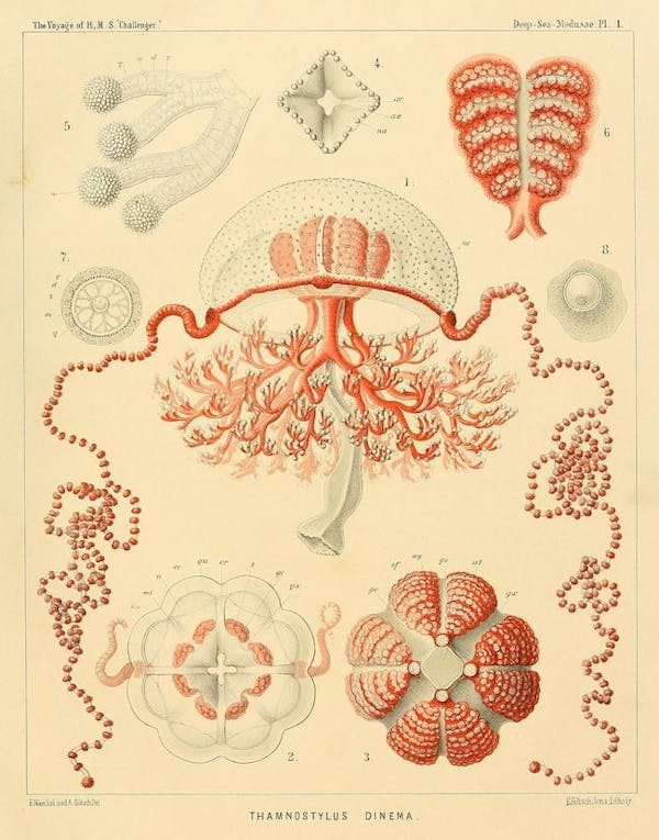 haeckel jellyfish medusae