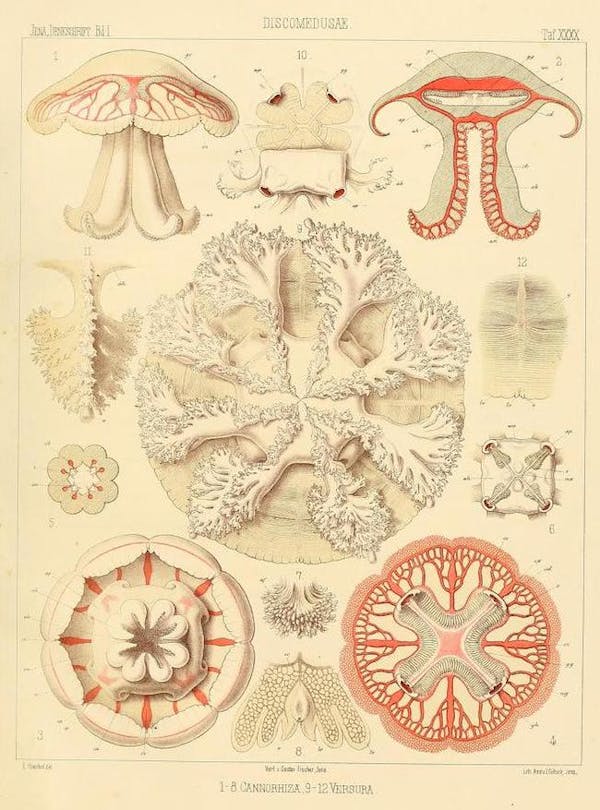 haeckel jellyfish medusae