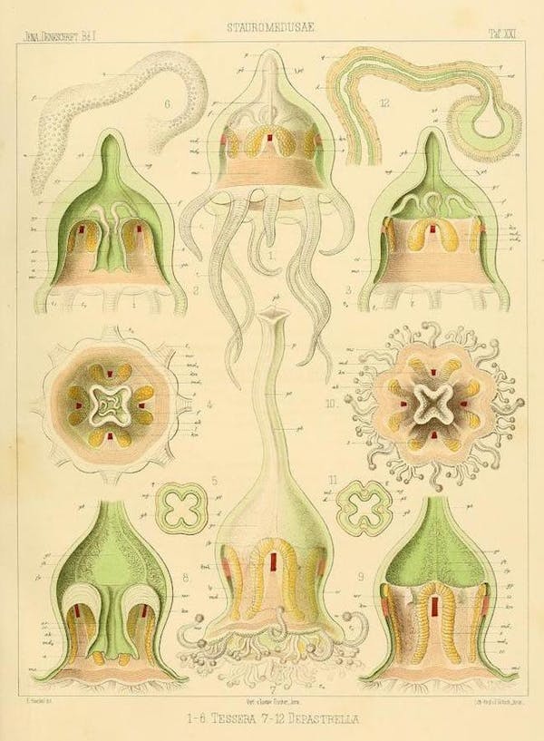 haeckel jellyfish medusae