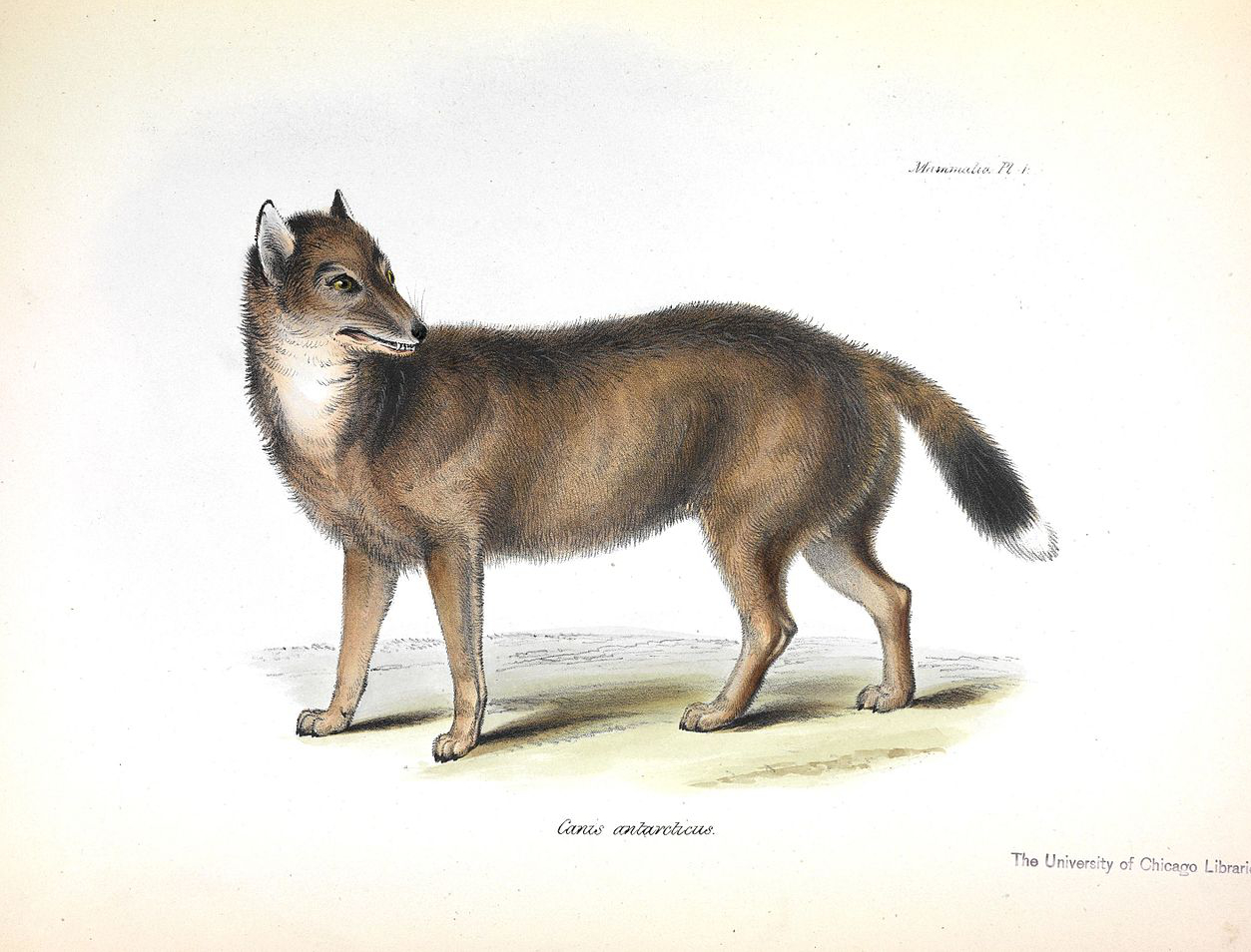 A Bestiary Of Loss The Public Domain Review   Falkland Islands Wolf 