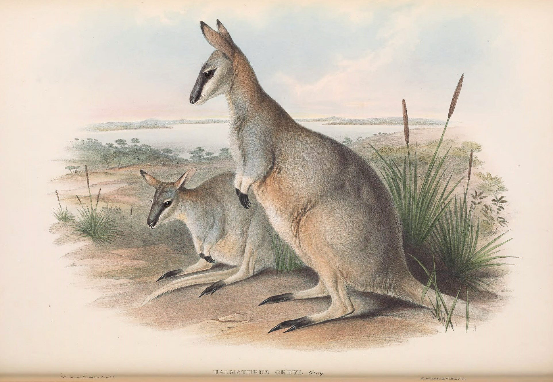 What is missing? | Crescent Nail-tail Wallaby