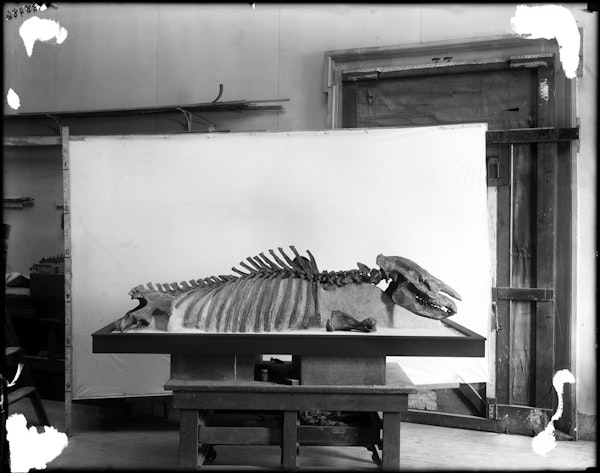 Dolichorhinus longiceps skeleton