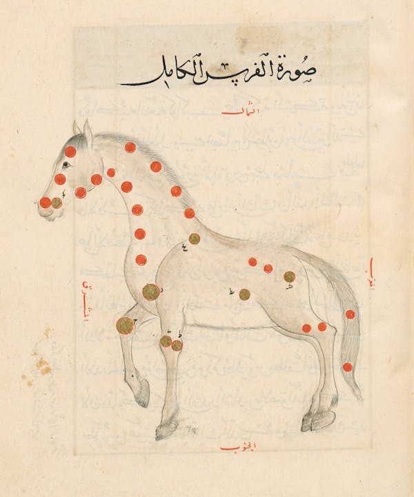 Illustration from a 15th-century Arabic book of constellations