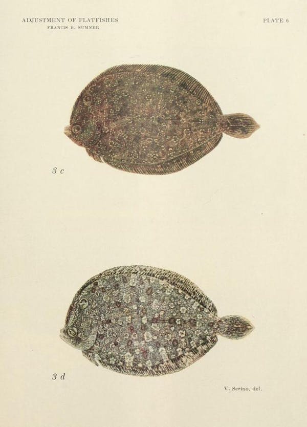 flatfish camouflage