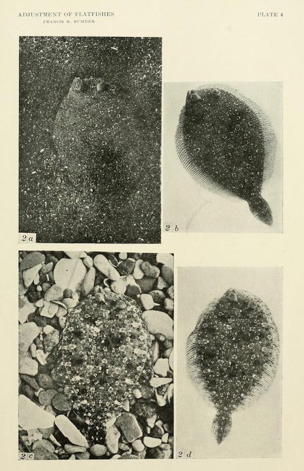 flatfish camouflage