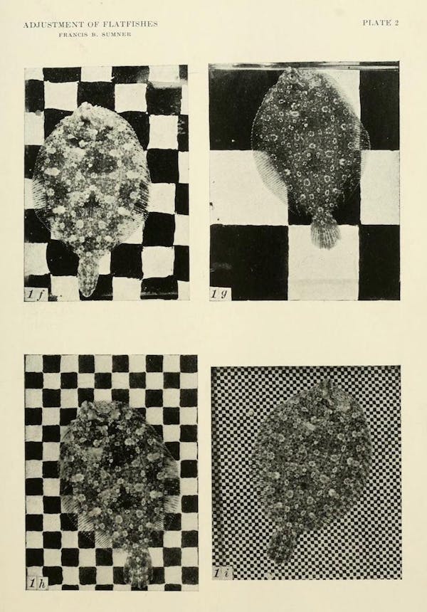 flatfish camouflage