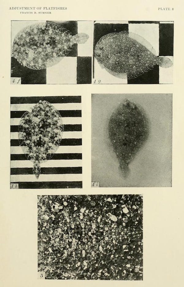 flatfish camouflage