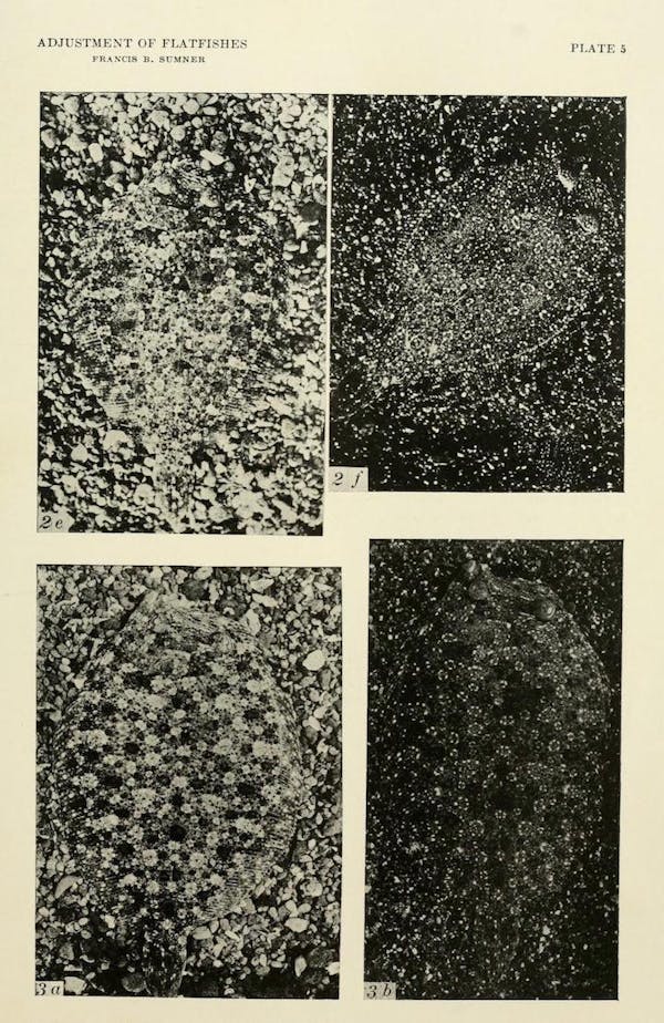 flatfish camouflage