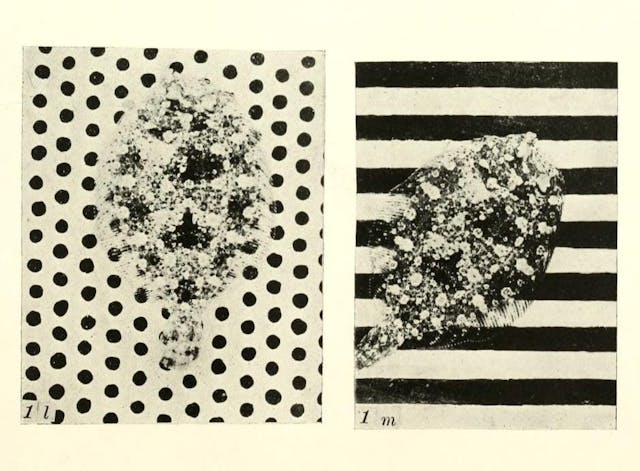 Flatfish Camouflage Experiments (1911)