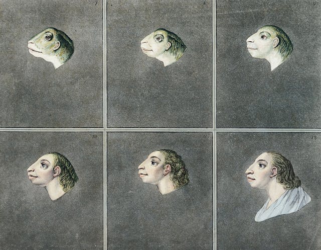 Between Frogs and Gods: Illustrations of Physiognomy