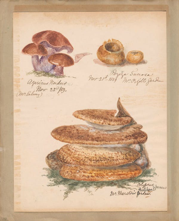 Illustration of fungi