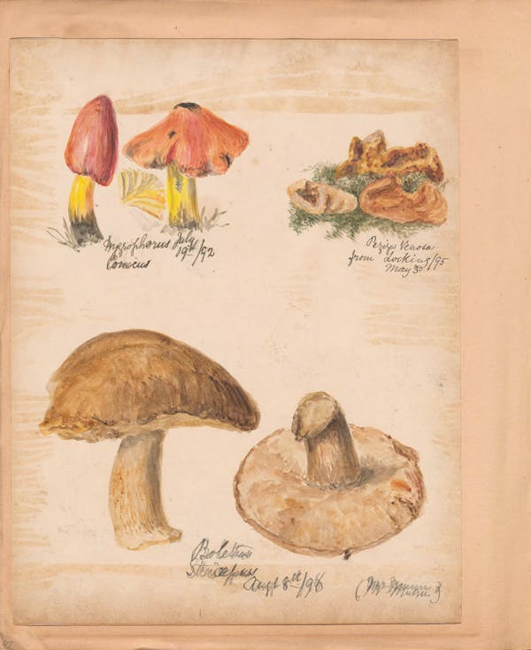 Illustration of fungi