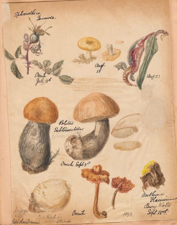 Illustration of fungi