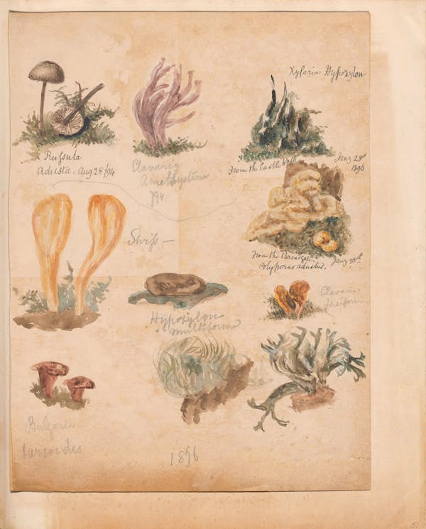 Illustration of fungi