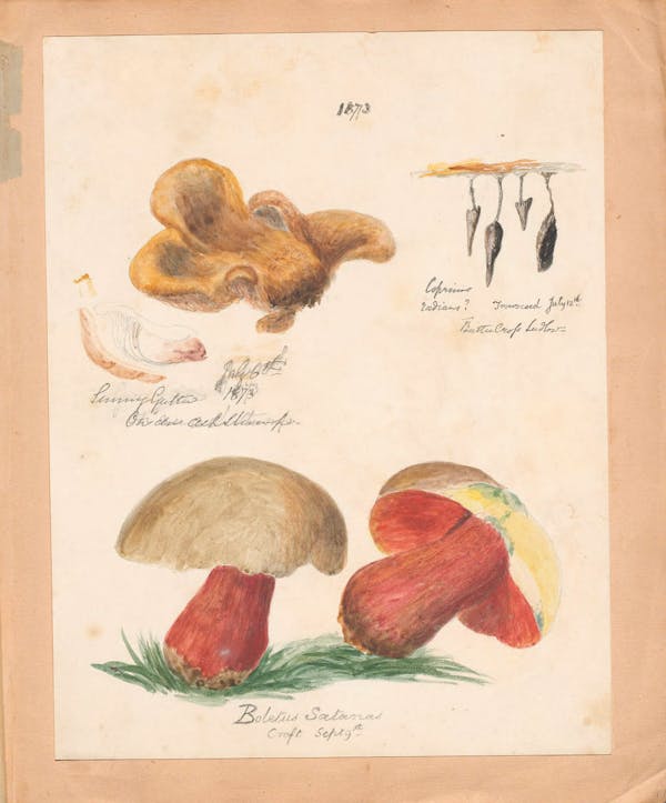 Illustration of fungi