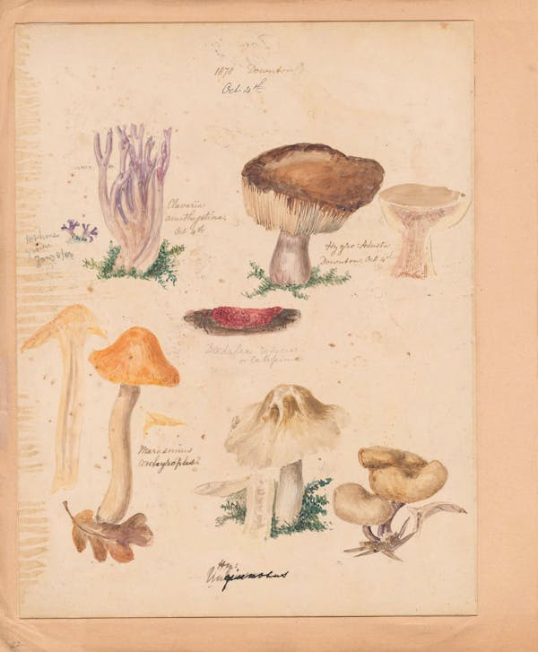 Illustration of fungi