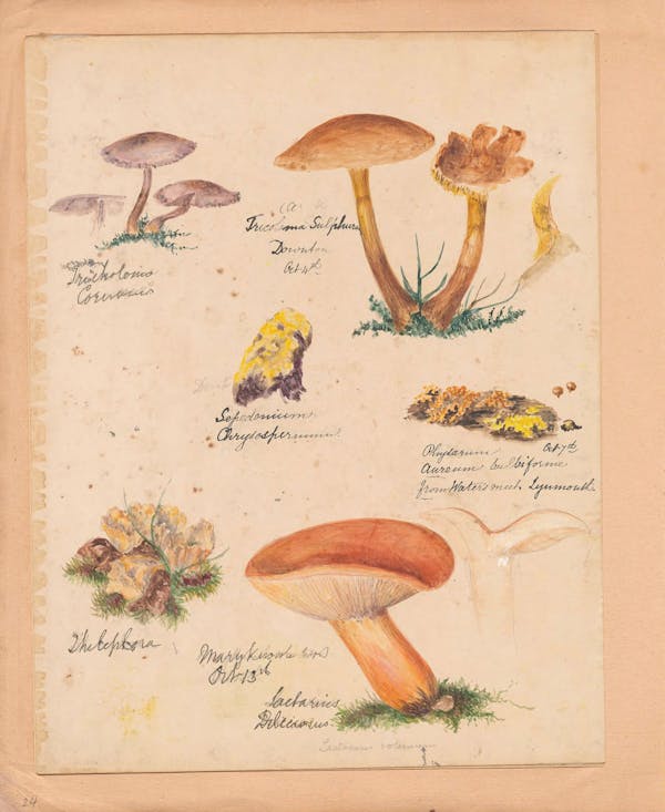 Illustration of fungi